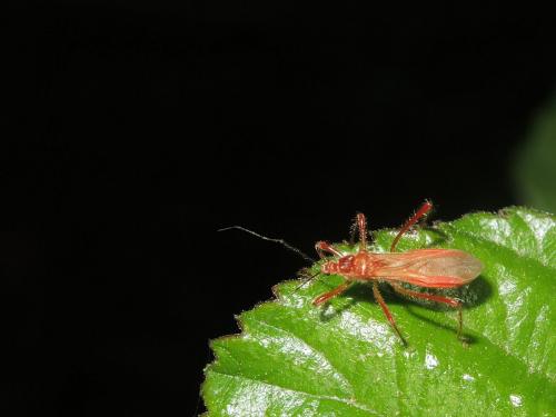 Réf. 285 326 : Polytoxus sanguineus